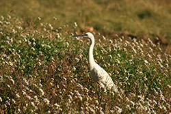 egret in french Camargue bushes, white aigrette