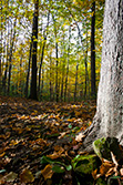 autumn forest with maple trees and leaves during fall