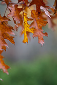 couleur de feuilles de chêne en Automne, jaune et orange