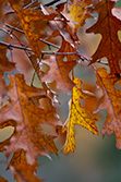 Autumn oak leaves color, yellow and orange colors