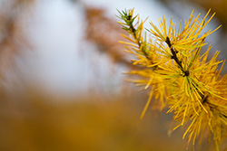 yellow pine tree branch tip in Autumn
