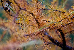 Autumn pine tree branches and needles