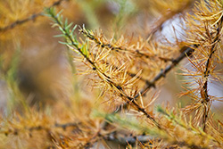Autumn pine needles color in branches