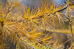 pine tree branches in Autumn with yellow needles