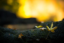 autumn_leaves_001