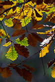autumn_oak_leaves_003