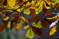 autumn_oak_leaves_004