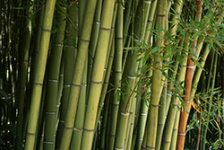 green bamboo forest with bamboo leaves