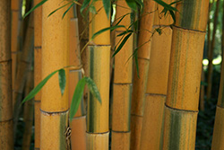 yellow bamboos in the forest