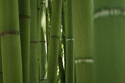 bamboos in a green forest of bamboos