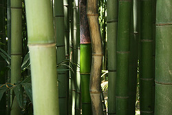 twisted green and brown bamboos in a bamboo forest
