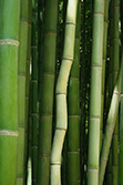 twisted bamboo in bamboo forest