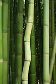 twisted bamboo in green bamboo forest