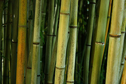 bamboos in green forest