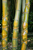 Phyllostachys Edulis, Heterocycla, Kikko bamboo stalks