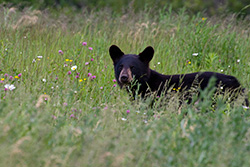 black bear head up in meadow with wild flowers