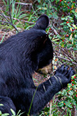 black bear eating buffalo berries in Alberta
