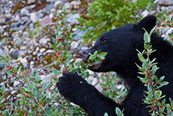 black bear eating buffalo berries in Rocky Mountains