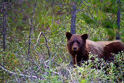 brown bear among buffalo berries in Jasper Park