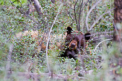 brown bear eating buffalo berries in bushes in Alberta