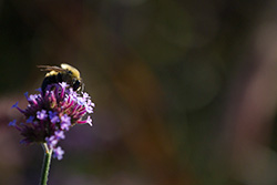 abeille qui recolte du pollen sur une fleur