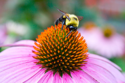 abeille butine du pollen sur une marguerite rose