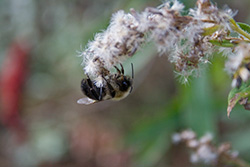 abeille a l'envers sur une fleur pour collecter le pollen