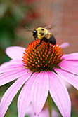 abeille butine sur grosse marguerite rose