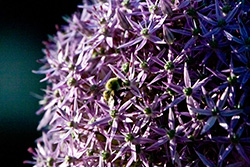 bee on big purple flower gathering pollen