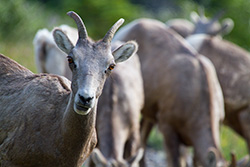 portrait de femelle mouflon et son troupeau dans les Rocheuses canadiennes