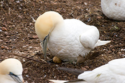 Northern Gannet brood egg in nest on ground