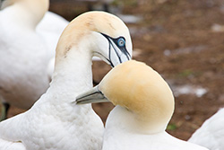 Northern Gannets couple cleaning with beaks