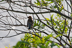 bird standing on branches in tree