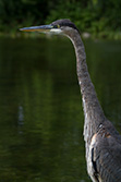 heron bird portrait with long neck and feather