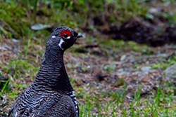 Western Capercaillie in forest, Heather Cock in woods