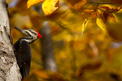 Pileated Woodpecker on tree on Autumn foliage background, Dryocopus pileatus