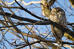 Barred Owl sleeping on branch in tree, Strix Varia
