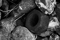 bold in rocks and gravels in black and white picture