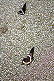 papillons ailes ouvertes, posés sur route asphaltée