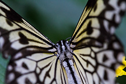 macrophotographie de papillon leuconé