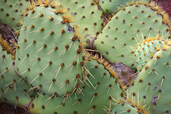 palmes de cactus avec piquants, Opuntia