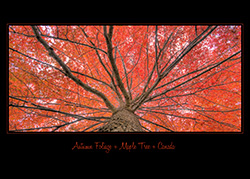 card_black_autumn_foliage_001