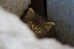 tête de petit chat se cache derrière une pierre