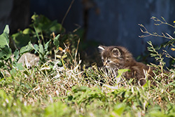 cute little cat in grass with the sun