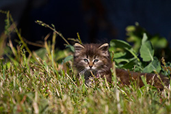 chaton dans herbe, petit chat qui marche dans herbe