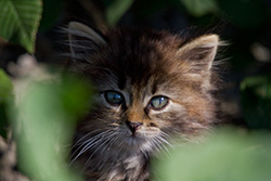 cute kitten portrait in nature