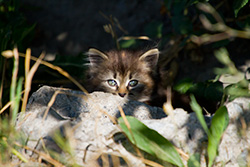 chaton qui se cache derrière une pierre