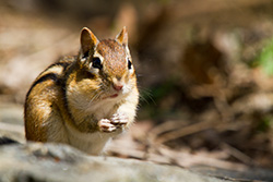 chipmunk eating almonds on rock