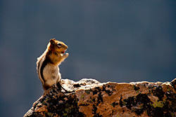 chipmunk standing on rock under sunlight
