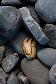 crab claw on pebbles on beach at sea